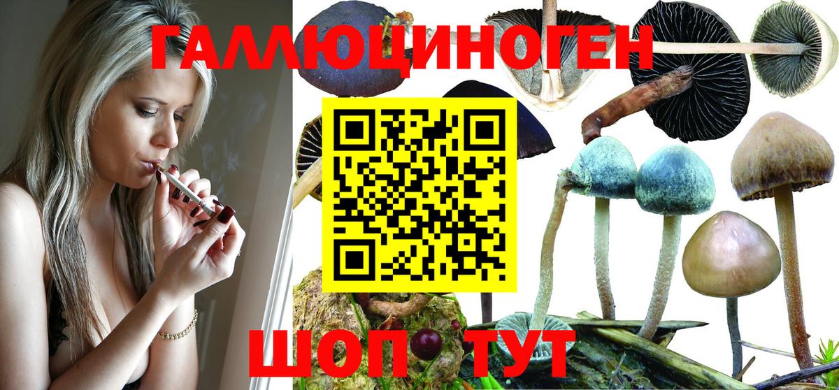 Галлюциногенные грибы Psilocybe Крымск